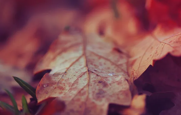 Autumn, leaves, macro, nature, earth, plants