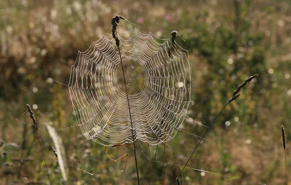 Picture macro, nature, Rosa, dawn, web, morning, walk