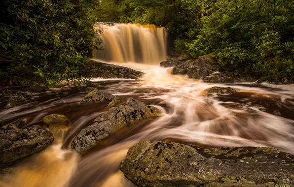 Nature, river, waterfall, jungle