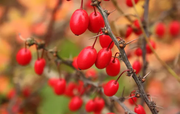 Autumn, berries, spikes, red