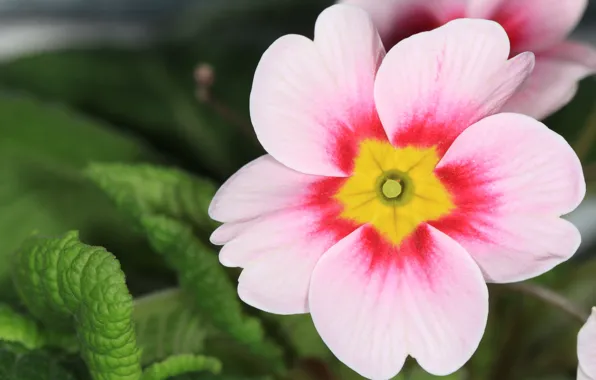 Flower, macro, background, widescreen, Wallpaper, pink, wallpaper, pink