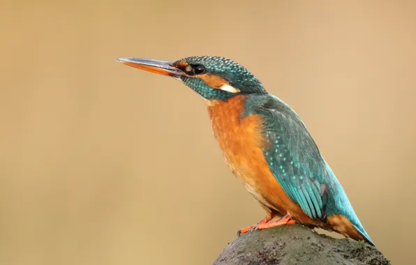 Look, background, bird, stone, profile, bird, sitting, Kingfisher