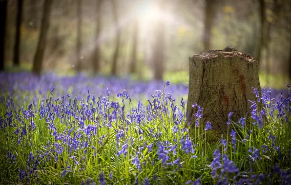 Forest, light, flowers, glade, stump, spring, bells, flowering
