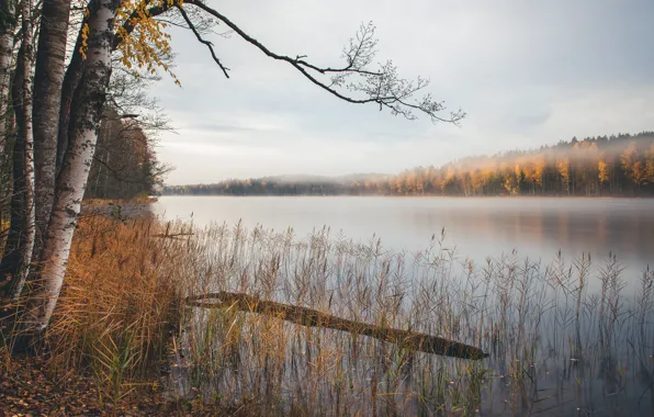 Picture autumn, lake, birch