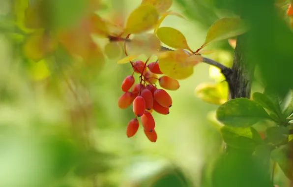Autumn, leaves, nature, berries, blur, branch, fruit, red