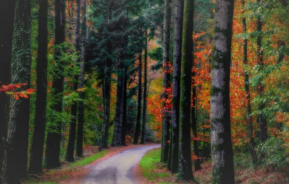 Road, autumn, forest, leaves, trees, nature