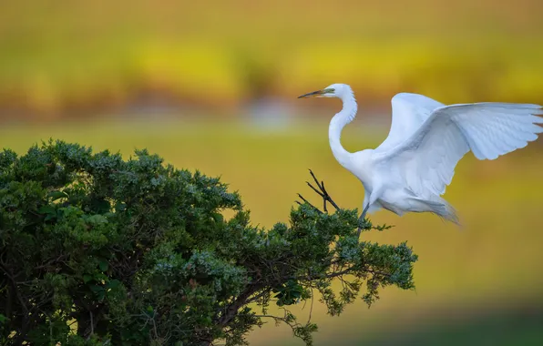 Bird, Bush, white, Heron