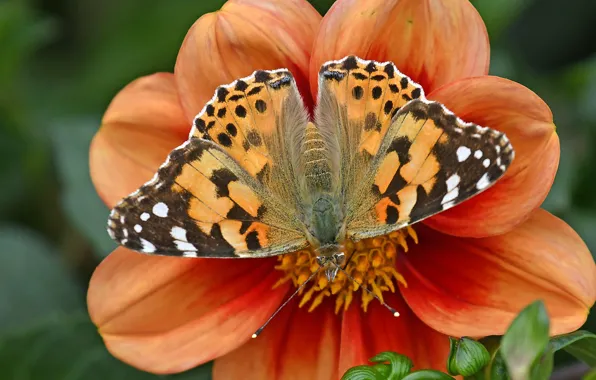 Flower, macro, butterfly, petals, Dahlia, The painted lady