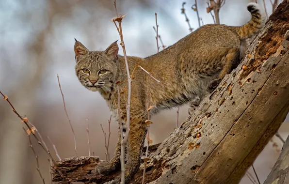 Picture look, branches, log, lynx, wild cat