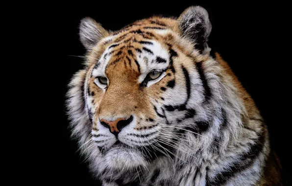 Picture tiger, background, beast