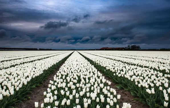 Field, the sky, clouds, flowers, clouds, spring, dal, tulips