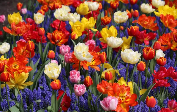Wallpaper yellow, red, flowers, colorful, white, tulips, bokeh, Muscari