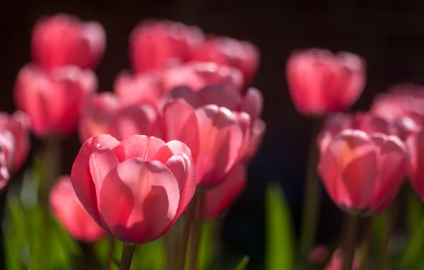 Picture spring, tulips, pink, Sunny, a lot