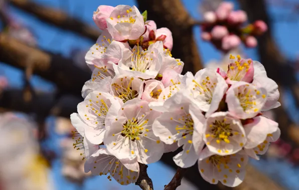 Spring, blooms, apricot, flowers spring