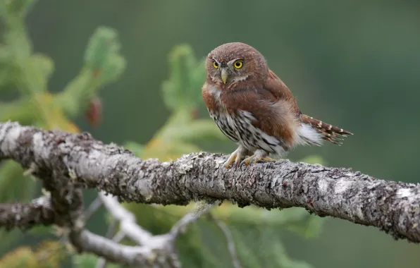 Owl, bird, branch, Pygmy owl-the gnome
