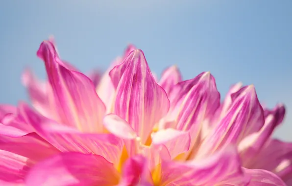 The sky, macro, flowers, petals, pink