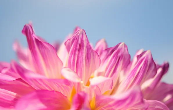 Flower, the sky, macro, pink, petals