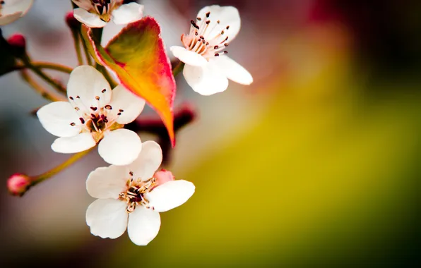 Picture NATURE, FLOWER, SPRING, SPRING WALLPAPER, MACRO PHOTO, FLOWERS
