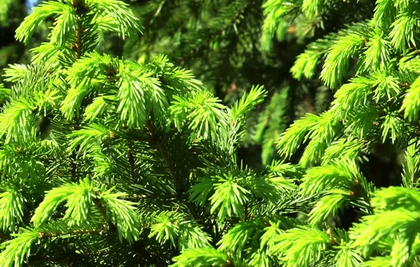 Greens, summer, texture, Spruce