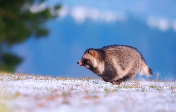 Winter, snow, running, raccoon dog, Enoteca, Ussuri raccoon Fox