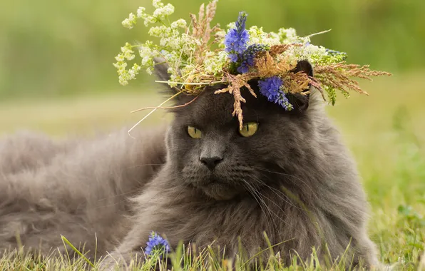 Cat, grass, cat, look, flowers, pose, grey, glade