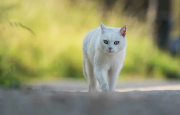 Road, cat, white, grass, cat, look, face, yellow