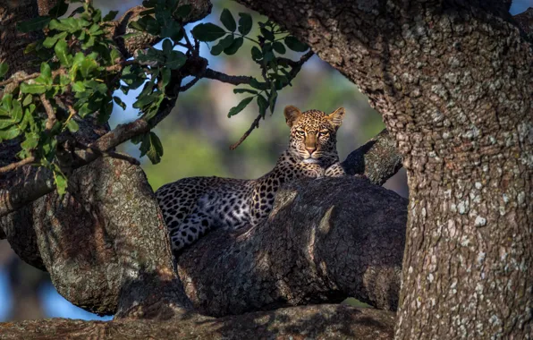 Light, trees, leopard