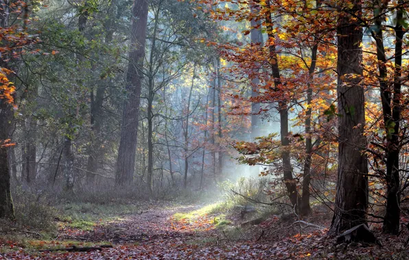 Autumn, forest, rays, light, trees, branches, fog, Park