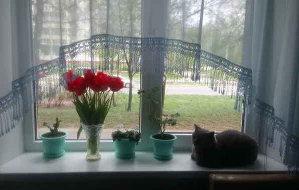 Picture window, pots, Cats love Windows