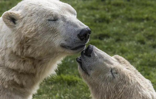 White, feelings, bear, pair