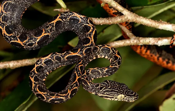 Picture snake, Python, hanging