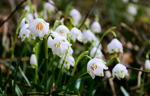 Forest, macro, flowers, spring, forest, flowers, aroma, macro