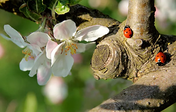 Nature, branch, spring, bugs, Apple, flowering, flowers, ladybugs