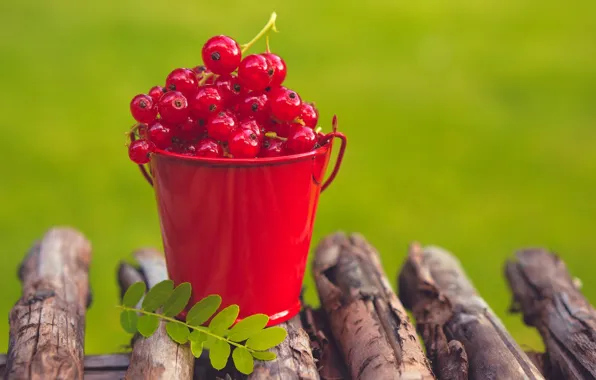 Picture summer, berries, red, currants, bucket