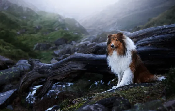 Look, nature, pose, dog, face, collie, sheltie