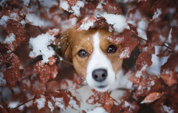 Picture look, leaves, snow, branches, dog, face