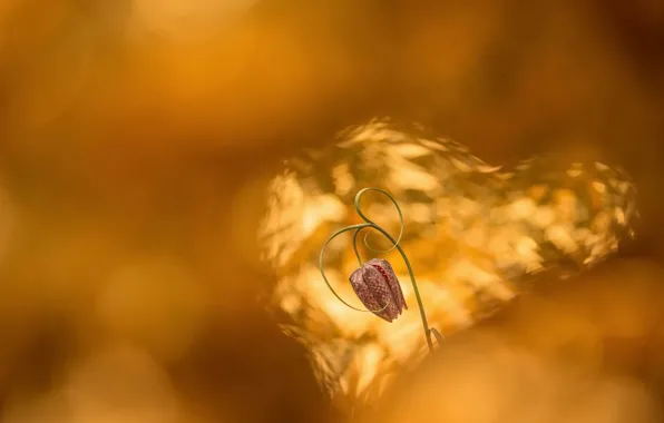 Flowers, nature, spring