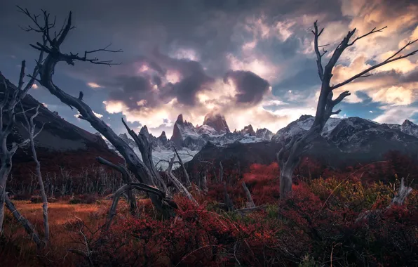 Picture trees, mountains, the evening