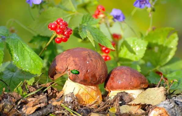 Autumn, leaves, flowers, nature, berries, mushrooms, beetle, Vlad Vladilenoff