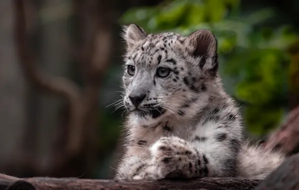 Look, face, nature, pose, kitty, IRBIS, snow leopard, cub