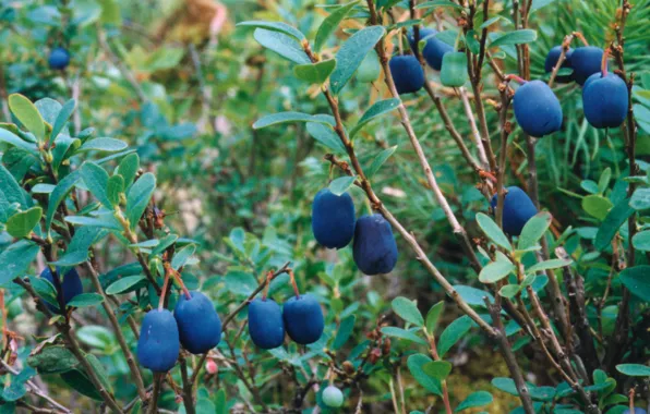 Forest, berries, Bush, blueberries