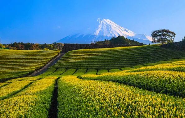 Snow, mountain, Japan, Fuji, tea plantation