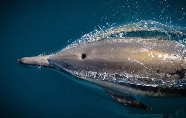 Picture dolphin, wild, San Diego Whale Watch, Speedy