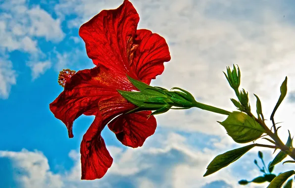 Picture BACKGROUND, PETALS, The SKY, RED, MACRO