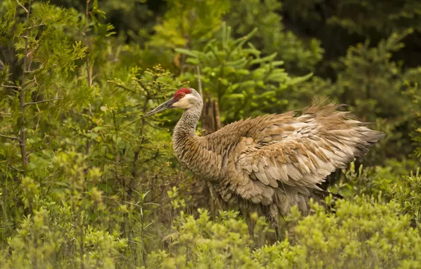 Forest, bird, Sandhill crane