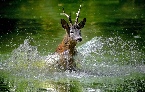 Picture water, squirt, deer