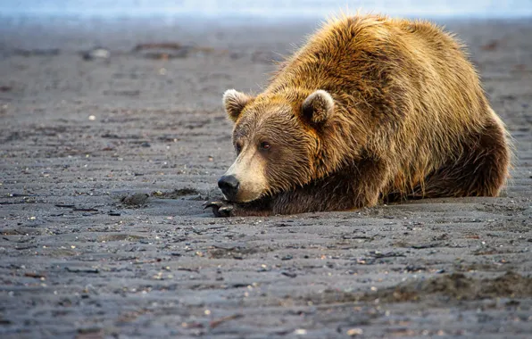 Picture bear, predator, wild life