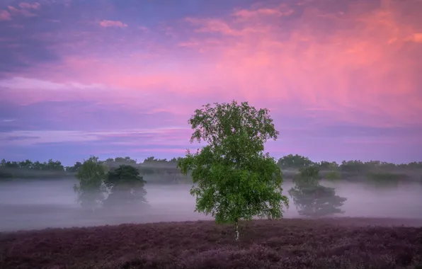 Field, fog, tree, morning, birch