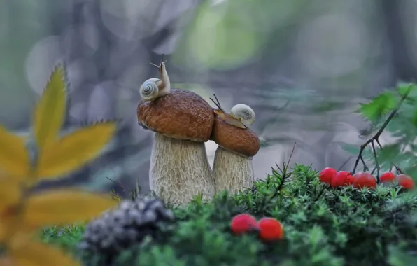 Berries, mushrooms, moss, snails, bump, Borovik