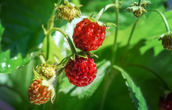 Greens, leaves, light, nature, berries, background, strawberries, red
